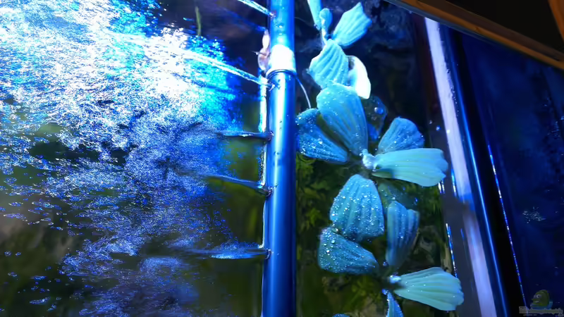 Meine Muschelblumen von raubsau (46)