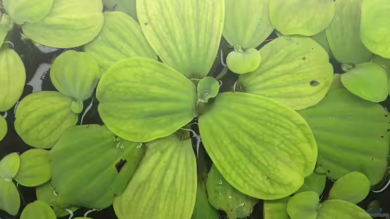 meine Muschelblumen von Thomas S-H (23)