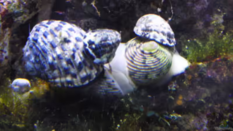 meine Napfschnecken nach dem Kauf von Steffen Ruck (14)