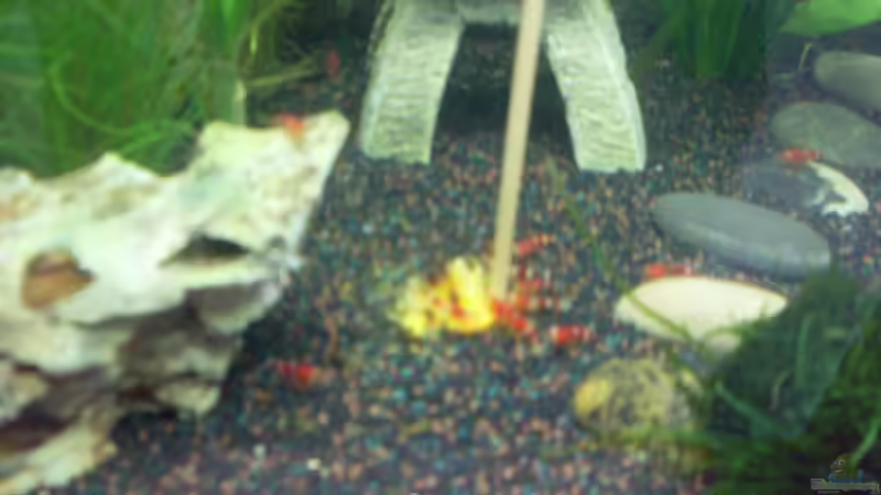 Meine Nelis beim Kürbis futtern von Brausefisch (15)