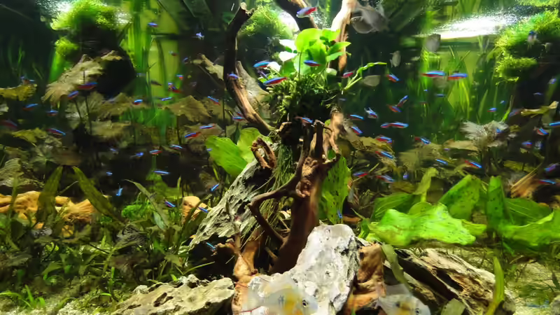 Meine Neons fühlen sich wohl von Kirschfleckjäger (3)