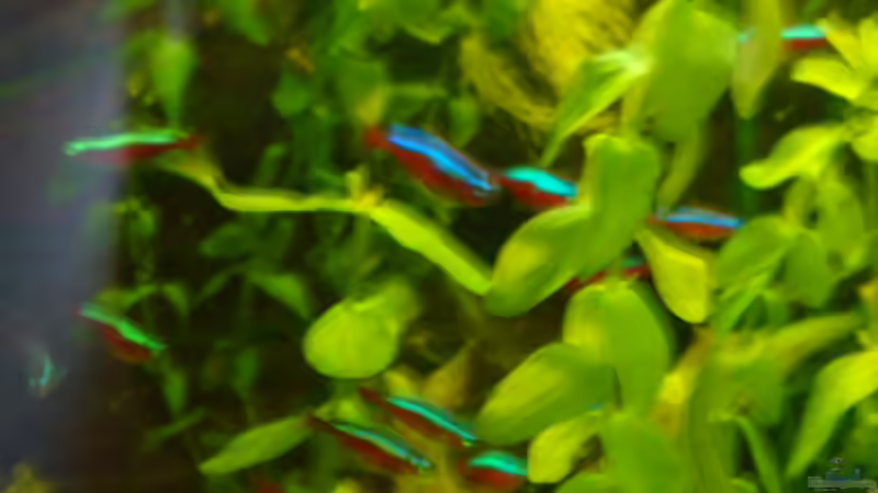 meine Neons von B1gT4nk (11)