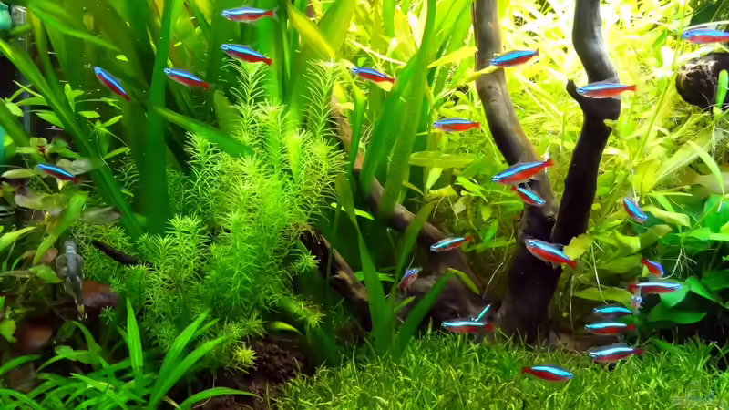 Meine Neons von BigBDorsten (14)