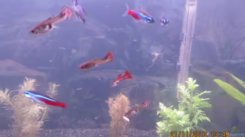 Meine Neonsalmler und die Guppys von janine wolf (6)