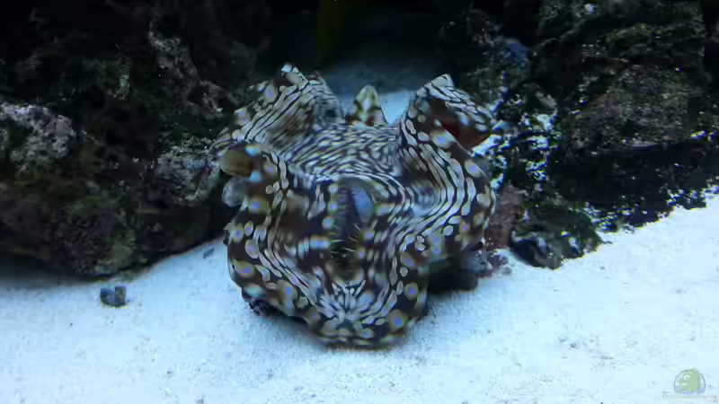 meine neue muschel ! von urbi (96)