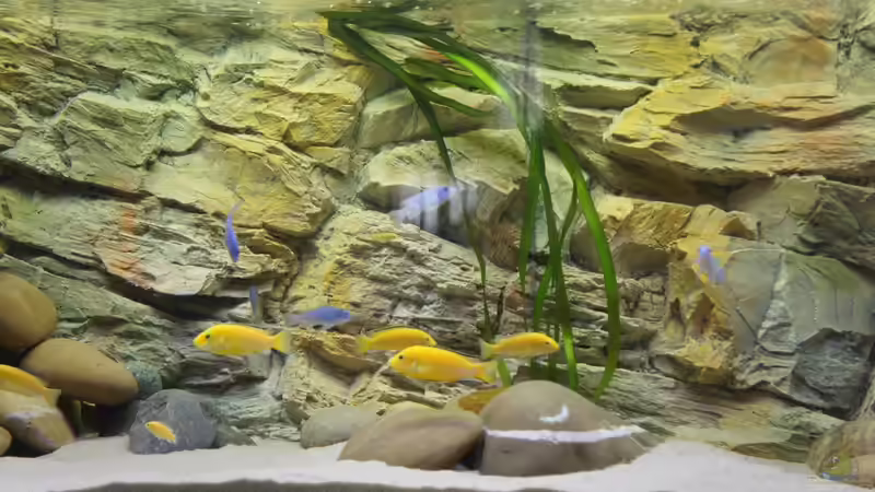 Meine neue Rückwand von Richy (18)