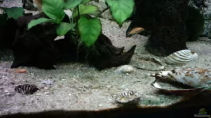 meine neuen babys, von Heiko Schipke (13)