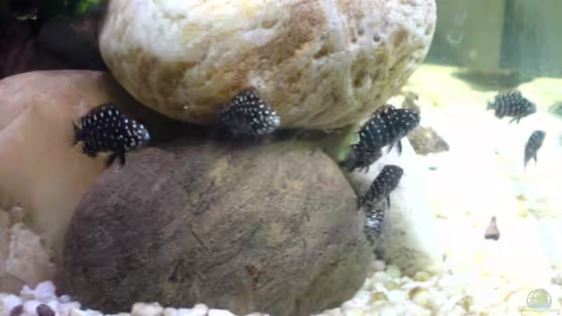 meine neuen Baby´s von Manuel Hammes (9)