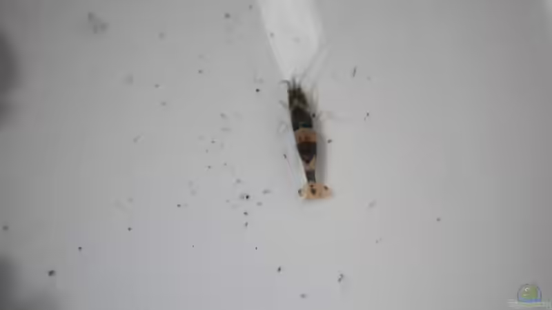 Meine neuen Garnelen