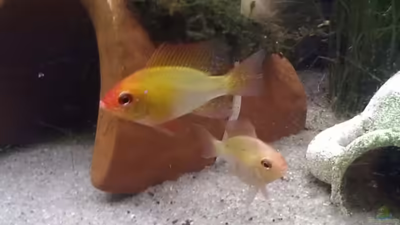 Meine neuen Lieblinge :)