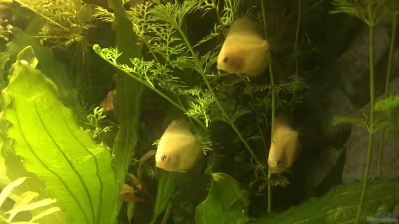 meine neuen Sorgenkinder (2 Marlboro Red und 2 Pigeon Blood einer hat sich versteckt) von Diedelsen (23)