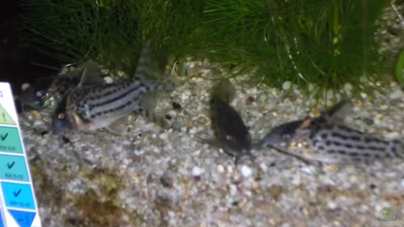 Meine neuen Welse von Matthias Hage (8)