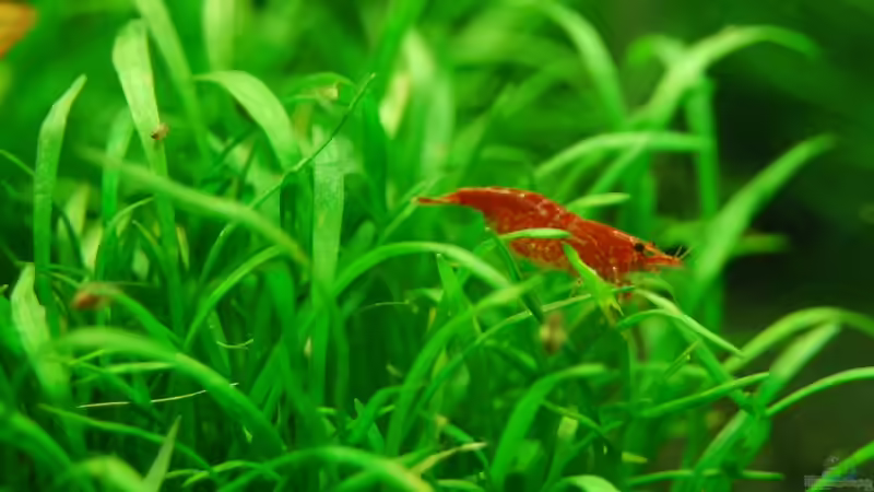 Meine neusten Red Fire - richtig schön rot! von BjoeHrn (9)