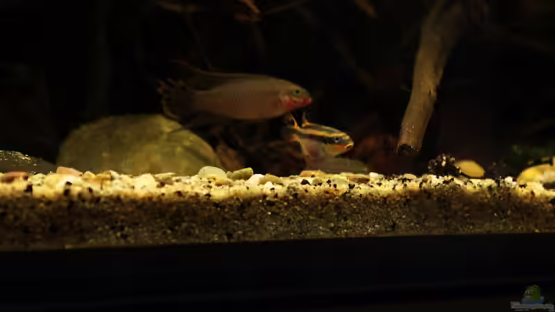 meine nigeria reds von die Perle... (47)