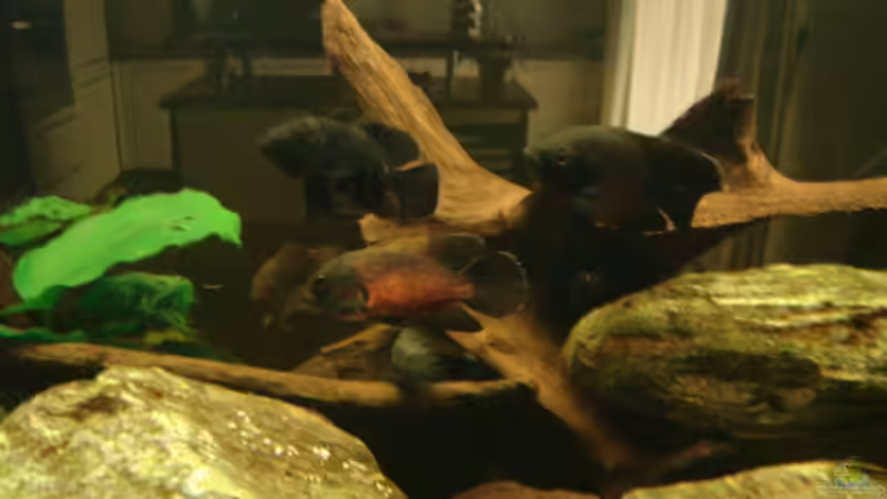 Meine noch kleinen Oskars von Markus Josef (11)