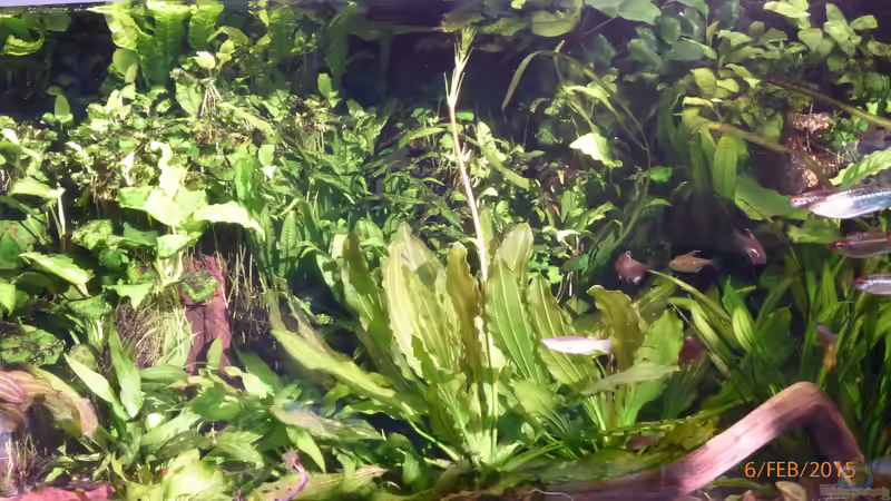 meine Osiris bekommt ´Nachwuchs´ von Blackwater (8)