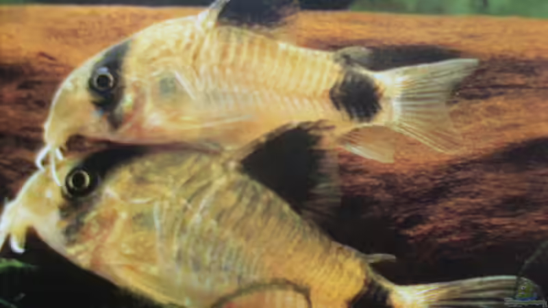 Meine Panda`s von Bazzi (72)