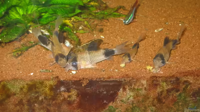 meine Pandas von Schred (7)