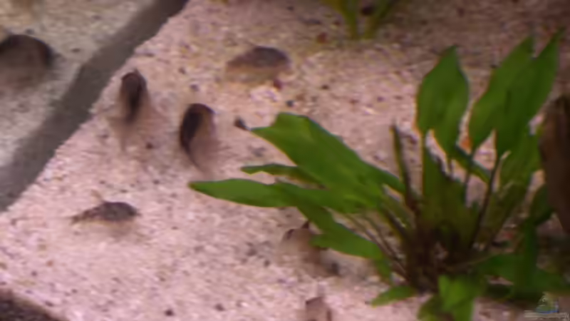 Meine Panzerwelse bei der Futteraufnahme von Ronny Derndorfer (35)