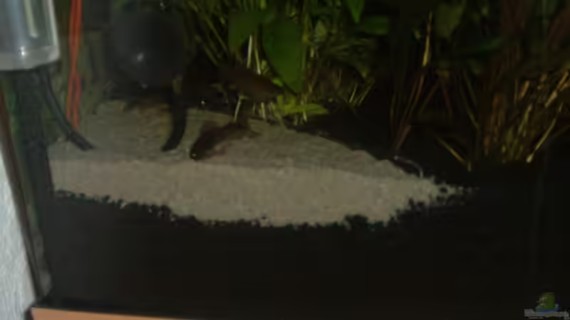 Meine Panzerwelse beim wühlen. kopf über von Thomas Fehlberg (25)