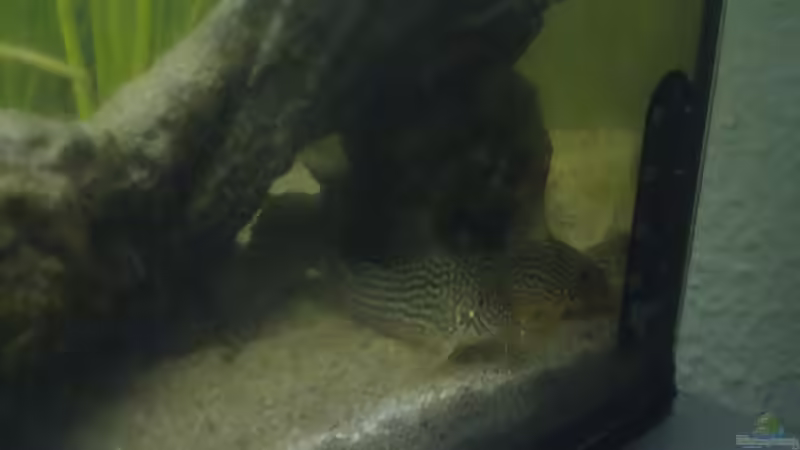 Meine Panzerwelse von Parlak Ufuk (5)