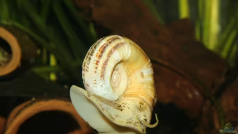 Marisa cornuarietis im Aquarium halten (Einrichtungsbeispiele für Paradiesschnecken)