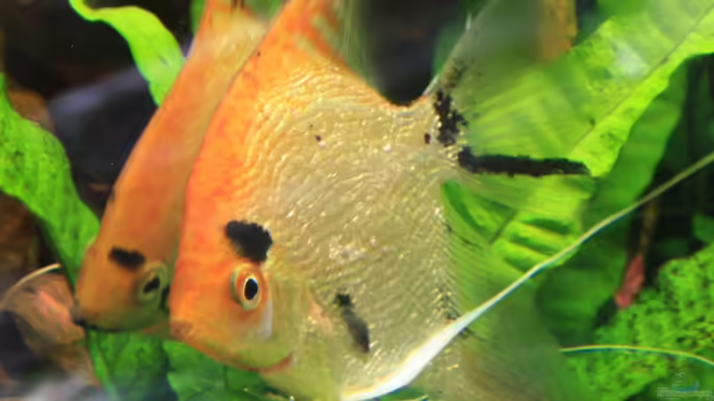 Meine Perlscalare beim Brüten von Ralf64 (63)