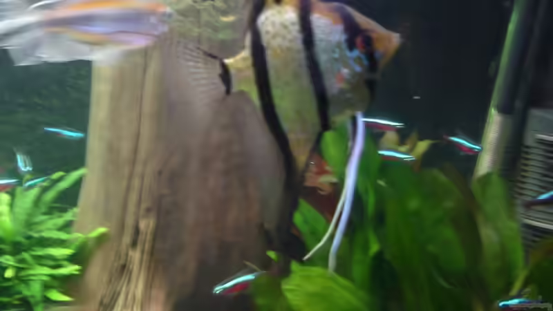 meine Peru-Altum-Skalare am 21.10.2014 - ca. 6 Monate alt von Grünhexe (213)