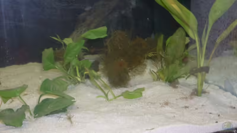 Meine pfanzen kann mir jemand sagen was das rechts in der ecke für ne hohe pflanze von Benjamin Sälzer (4)