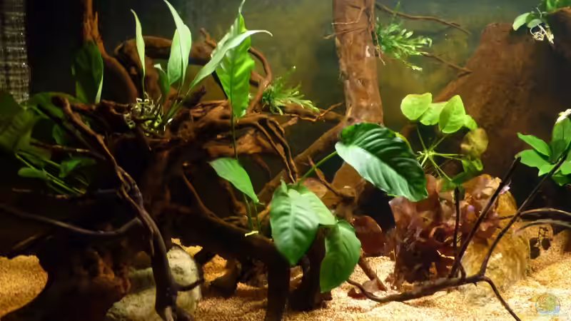 meine Pflänzl sind eingezogen - linker Beckenbereich *12.04.2013* von lützkopf (12)