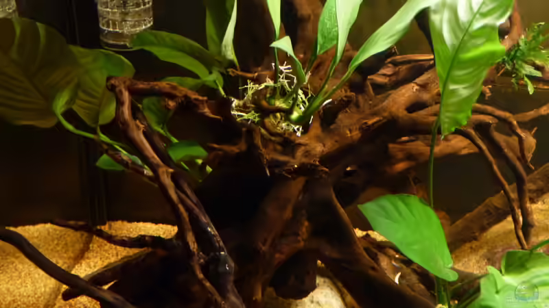 meine Pflänzl sind eingezogen - linker Beckenbereich *12.04.2013* von lützkopf (15)