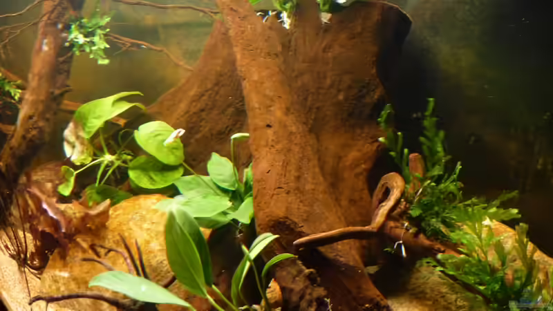 meine Pflänzl sind eingezogen - rechter Beckenbereich *12.04.2013* von lützkopf (17)