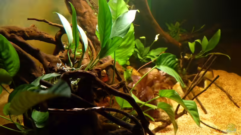 meine Pflänzl sind eingezogen - von links ´fotofiert´ *12.04.2013* von lützkopf (18)