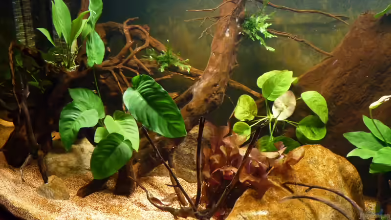 meine Pflänzl sind eingezogen *12.04.2013* von lützkopf (13)