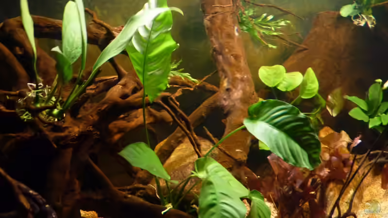 meine Pflänzl sind eingezogen *12.04.2013* von lützkopf (14)