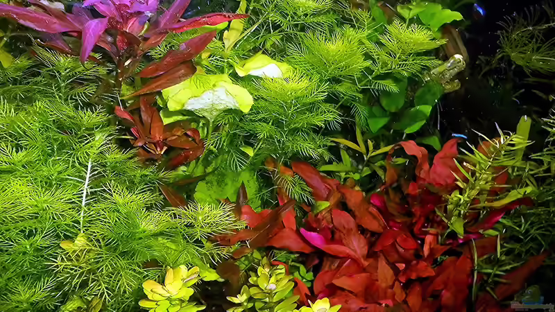 meine Pflanzen im September von odin 68 (126)