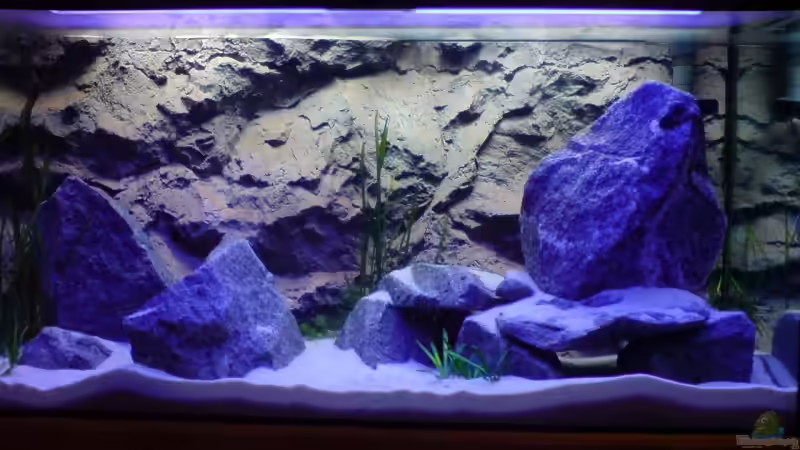 Meine Pflanzen sind eingezogen von Dommsel (9)