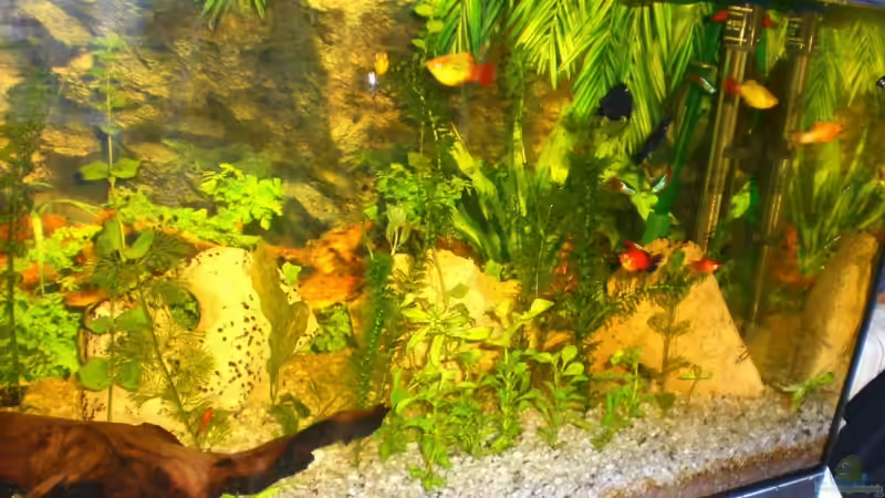 Meine Platys am 12.10.2009 von Jürgen Brauchle (2)