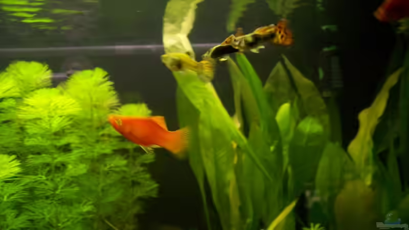 meine Platys und Guppys von Birgit Fastenrath (4)