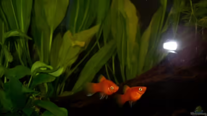 meine Platys von Birgit Fastenrath (5)