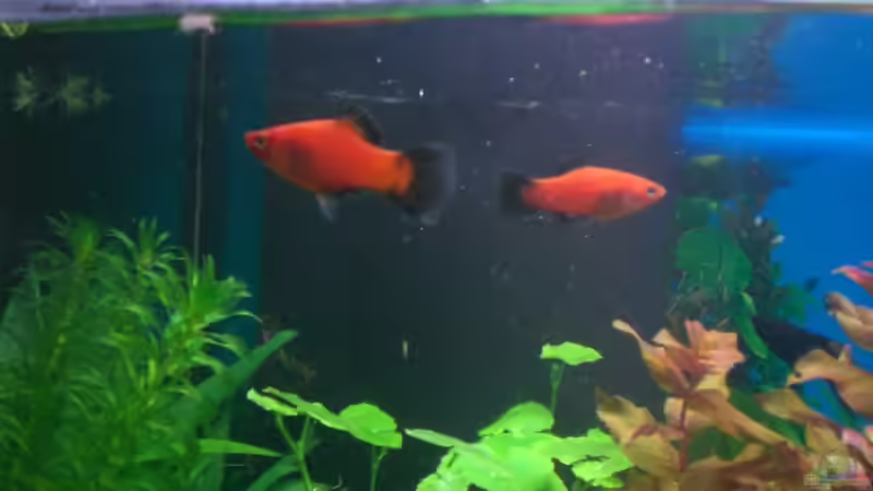 meine Platys von ninimuckel (8)