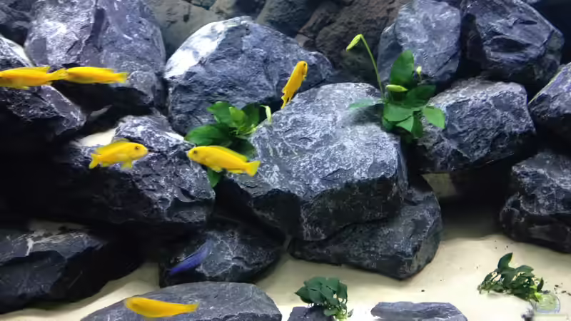 Meine Pseudo-Gruppe  von Vin (23)