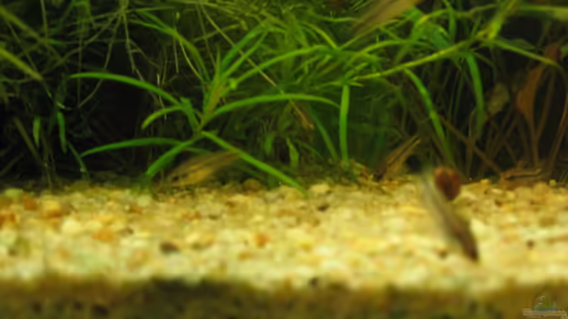 Meine pygmaeus von Sven Kliche (16)