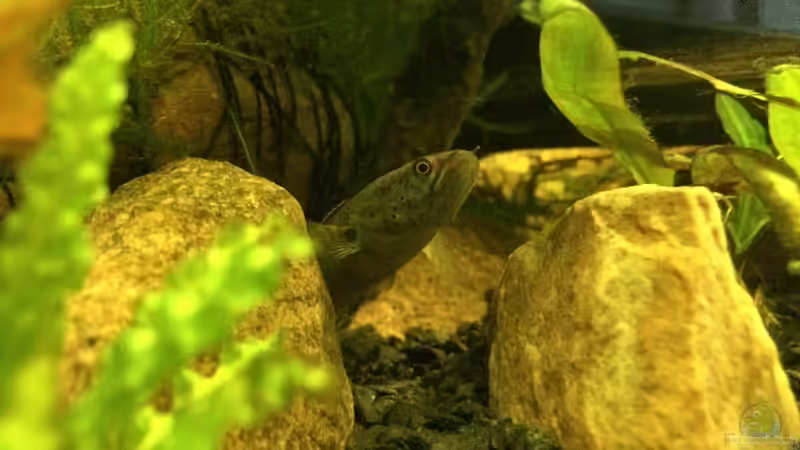 Meine Red Fins