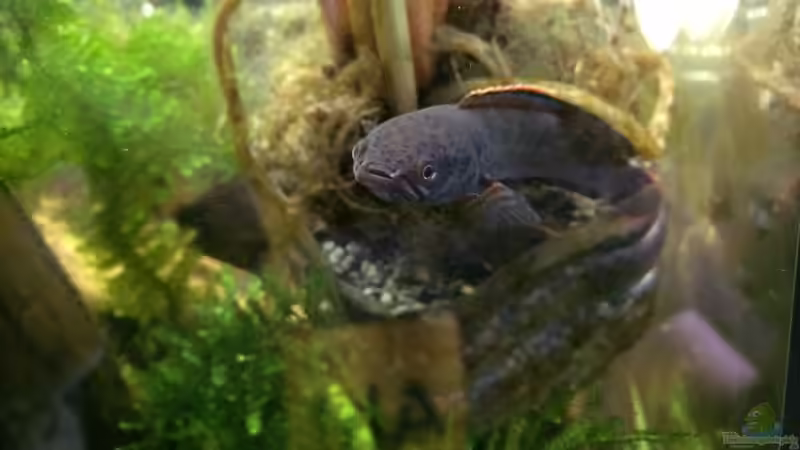 Meine Red Fins von Harald Kästner