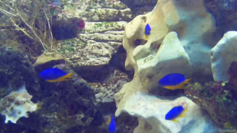 Meine Riffbarsch 6er Pack von Frank Stahn (4)