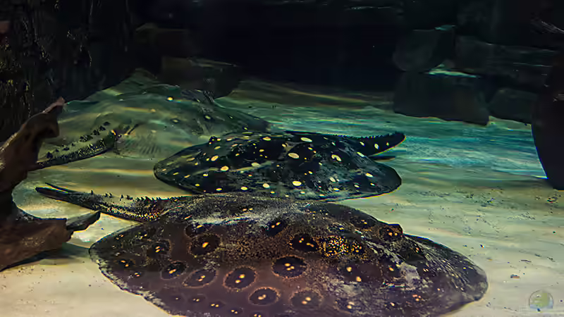 Meine Rochentruppe von Leopold68 (45)