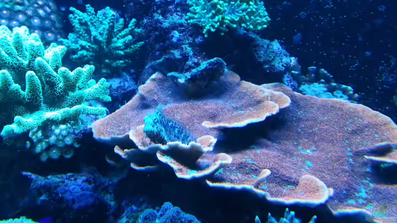 Meine rote Monti und ein Fisch ! von urbi (47)