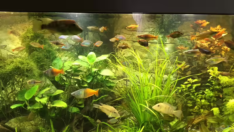 meine Rothaubenerdfresser von H.T. (7)