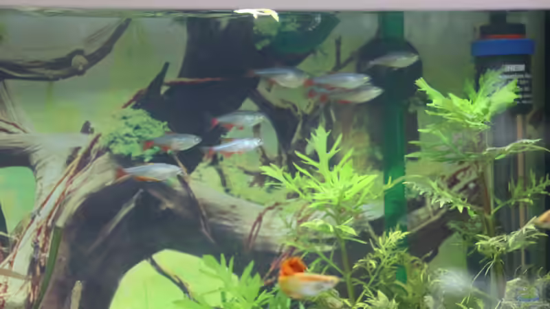 Meine Rotis von kielerteam (7)